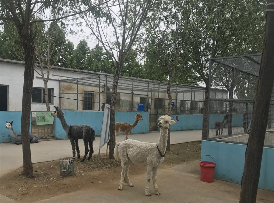 天鵝湖風景區(qū)（泰山）速覽！(圖4)