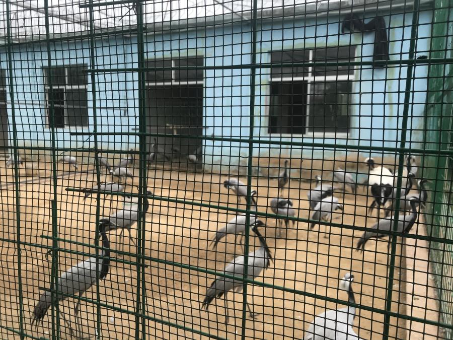 天鵝湖風景區(qū)（泰山）速覽！(圖5)