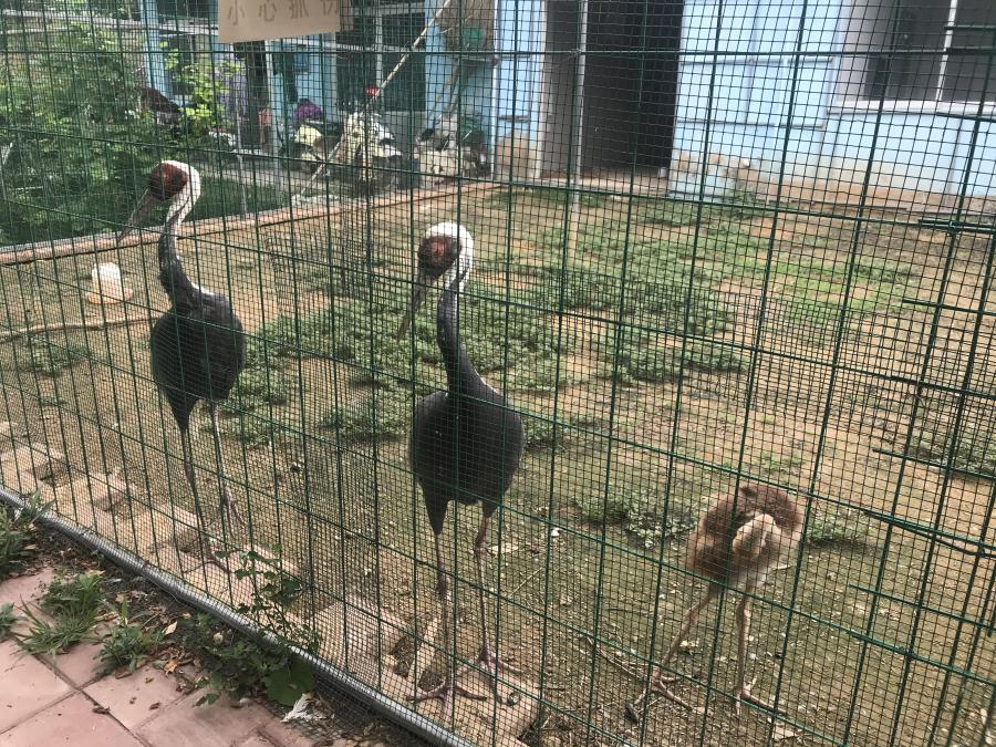 天鵝湖風景區(qū)（泰山）速覽！(圖6)