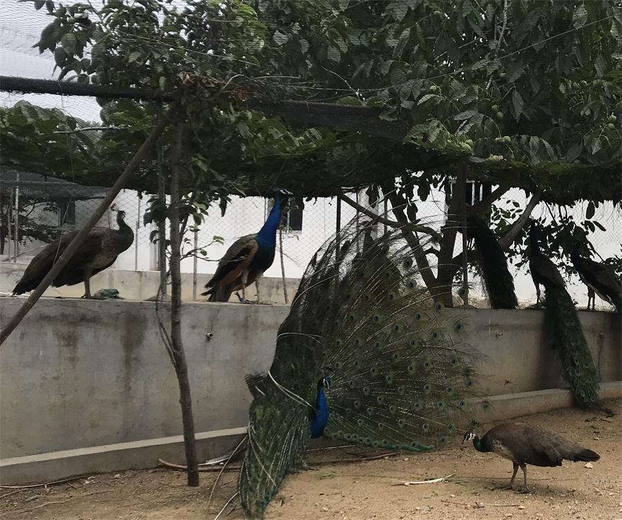 天鵝湖風景區(qū)（泰山）速覽！(圖11)