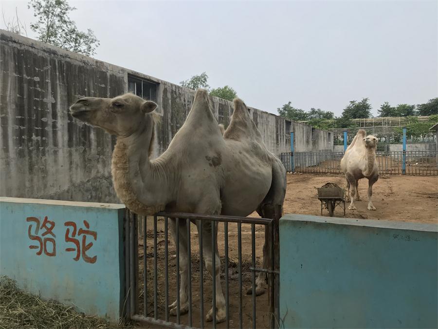 天鵝湖風景區(qū)（泰山）速覽！(圖8)