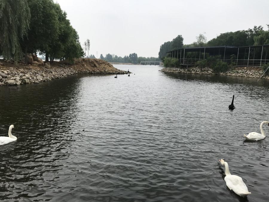 天鵝湖風景區(qū)（泰山）速覽！(圖14)