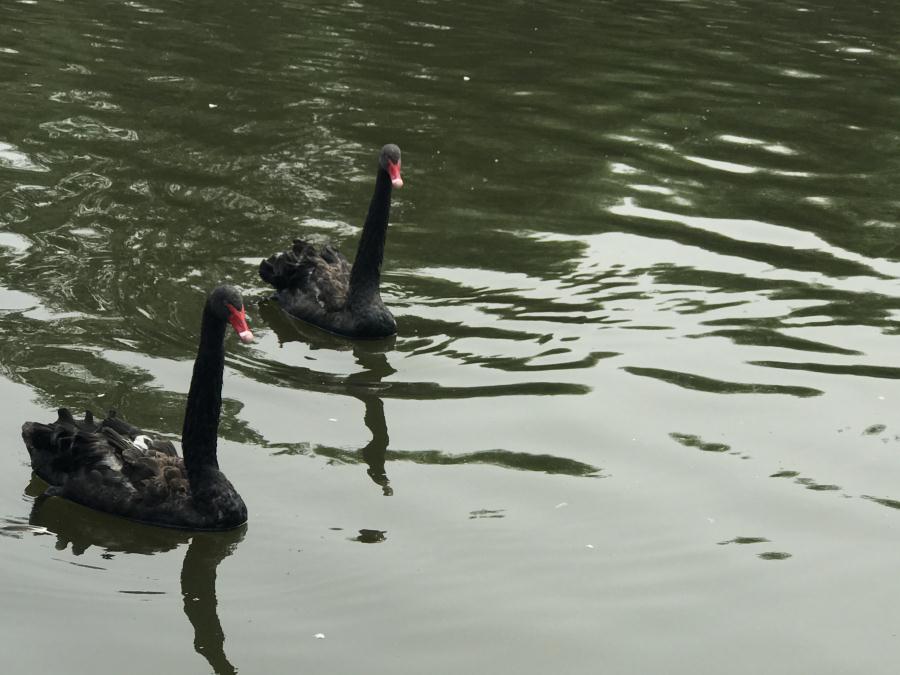 天鵝湖風景區(qū)（泰山）速覽！(圖13)