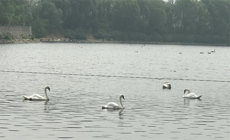 天鵝湖風景區(qū)（泰山）速覽！(圖18)