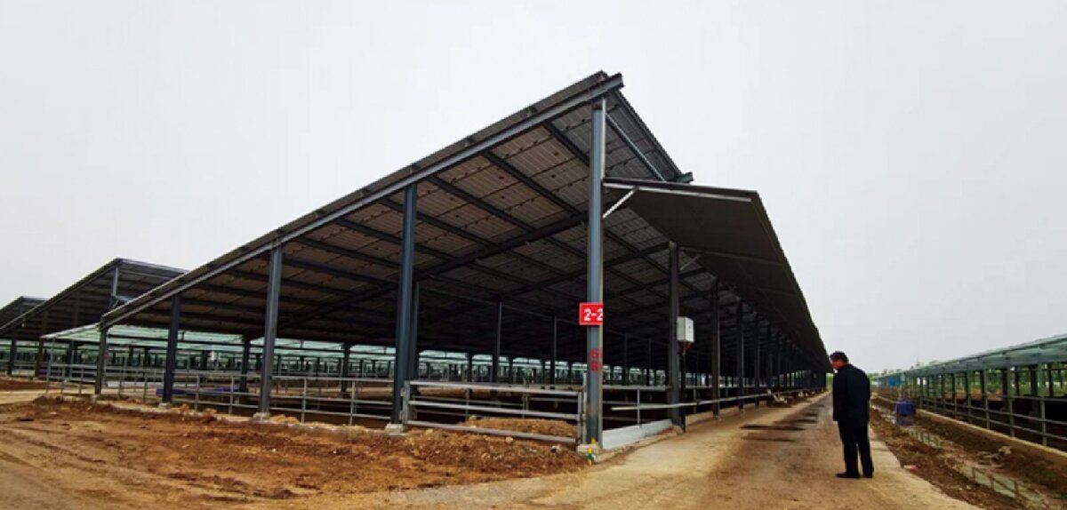 信橋鋼構：打卡蒙陰農(nóng)業(yè)溫室大棚、青州黑牛養(yǎng)殖基地！(圖5)